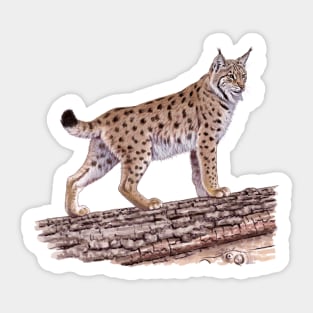 Eurasian Lynx Sticker